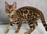 Stefanie - Bengal Cat For Sale - Miami, FL, US