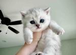 Located in LA snow tiger tabby british shorthair - British Shorthair Cat For Sale - CA, US