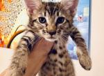 Savannah F6 very funny boy - Savannah Cat For Sale - FL, US