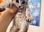 Savannah  F6 sweet male - Savannah Cat For Sale - FL, US