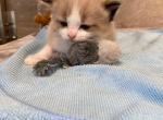 Titan - Ragdoll Kitten For Sale - Freeburg, PA, US