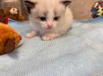 Theo - Ragdoll Cat For Sale - Freeburg, PA, US