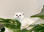 Silver Girl 1 - British Shorthair Cat For Sale - Fontana, CA, US