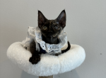 blk tortoiseshell Girl - Devon Rex Cat For Sale - Fontana, CA, US