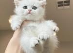 Silver Shaded Girl - British Shorthair Cat For Sale - Fontana, CA, US