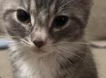 Smokey - American Shorthair Cat For Sale - Hazleton, PA, US