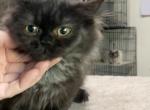 Black Ragamuffin  Female - Ragamuffin Cat For Sale - Salem, OR, US