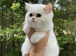 Buba - Brazilian Shorthair Cat For Sale - Charlotte, NC, US