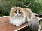 Scottish fold highland girl - Scottish Fold Cat For Sale - Charlotte, NC, US