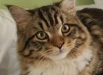 Best of the best - Siberian Cat For Sale - New York, NY, US