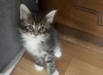 Barton - Maine Coon Cat For Sale - Jacksonville, FL, US