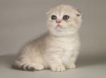 Ciotto - Munchkin Cat For Sale - Hollywood, FL, US