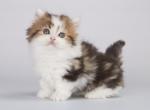 Evsej - Munchkin Cat For Sale - Hollywood, FL, US