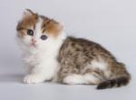 Eshka - Munchkin Cat For Sale - Hollywood, FL, US