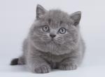 Ulfic - British Shorthair Cat For Sale - Miami, FL, US