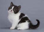 Sirskij - British Shorthair Cat For Sale - Miami, FL, US