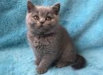 Cherry - British Shorthair Cat For Sale - Miami, FL, US