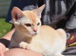 Sunshine Burmese - Bengal Cat For Sale - Miami, FL, US