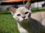 Rosalyn Burmese - Bengal Cat For Sale - Norwalk, CT, US