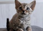 Simba - Devon Rex Cat For Sale - Norwalk, CT, US