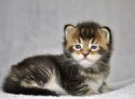 Umbriel - Maine Coon Cat For Sale - Norwalk, CT, US