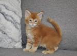 Red Hot Chili Pepper - Maine Coon Cat For Sale - Pembroke Pines, FL, US