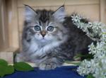 YASHMA IZ TVERSKOGO KNYAZHESTVA - Siberian Cat For Sale - NY, US