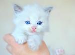 Uolli - Ragdoll Cat For Sale - Norwalk, CT, US