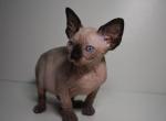 Miledy - Sphynx Cat For Sale - Norwalk, CT, US