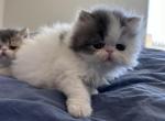 Exotic short hair kitten - Exotic Cat For Sale - Las Vegas, NV, US