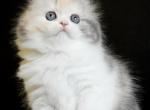 Iris - Scottish Fold Cat For Sale - Los Angeles, CA, US