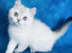 Momo - Scottish Straight Cat For Sale - Austin, TX, US