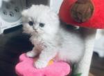 Toph - Scottish Fold Cat For Sale - Austin, TX, US