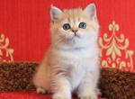 Leo - British Shorthair Cat For Sale - Los Angeles, CA, US