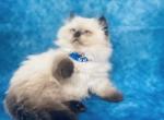 Zuko - Scottish Straight Cat For Sale - Austin, TX, US