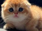 Omar - Scottish Fold Cat For Sale - Los Angeles, CA, US