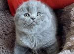 Tutty - Scottish Fold Cat For Sale - Los Angeles, CA, US