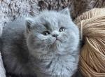 Urmas - British Shorthair Cat For Sale - Los Angeles, CA, US