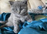 Blue mafia - British Shorthair Cat For Sale - Fort Wayne, IN, US