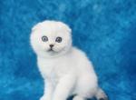 Buddy - Scottish Fold Cat For Sale - Las Vegas, NV, US