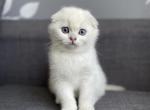 Diamond - Scottish Fold Cat For Sale - Buffalo Grove, IL, US