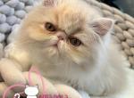 Chicle - Persian Cat For Sale - PA, US