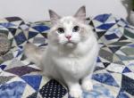 Fry - Ragdoll Cat For Sale - Tuscaloosa, AL, US