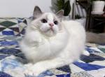 Lola - Ragdoll Cat For Sale - Tuscaloosa, AL, US