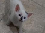 Coconut - Turkish Van Cat For Sale - West Springfield, MA, US