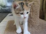 Cherry bomb - Domestic Kitten For Sale - West Springfield, MA, US