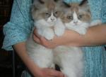 Bicolor Brothers - Ragdoll Cat For Sale - Souderton, PA, US