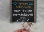 Valkyrie - Maine Coon Kitten For Sale - Braham, MN, US