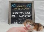 Penny - Maine Coon Cat For Sale - Braham, MN, US