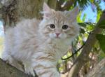 Kailas - Siberian Cat For Sale - Melbourne, FL, US